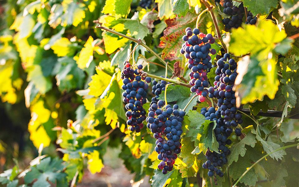 Medoc Vineyards