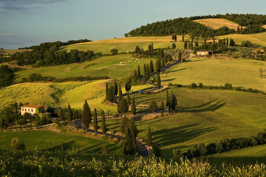 Bordeaux vineyards
